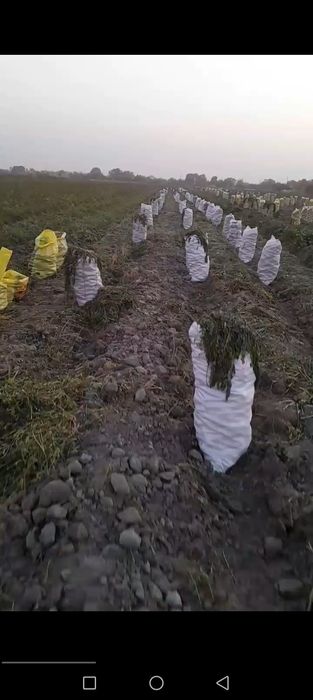 2.Gektar sabzi bor atborni xaladelniklikga qoyiladigan qilib xaltalany