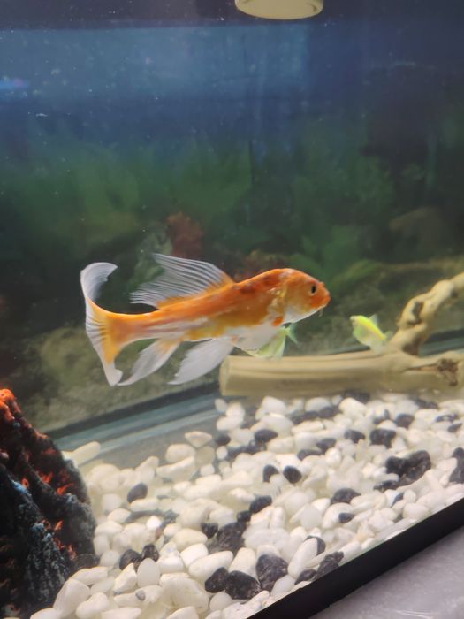 Аквариум Балиги  сотилади