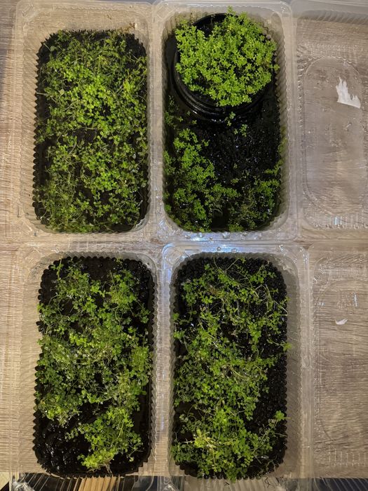 Gason acvariu Monte Carlo, Cuba