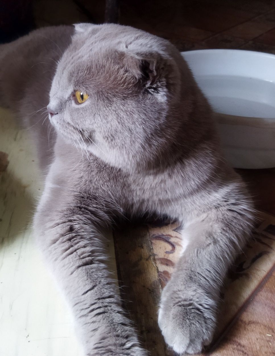 Вязка для кошек.