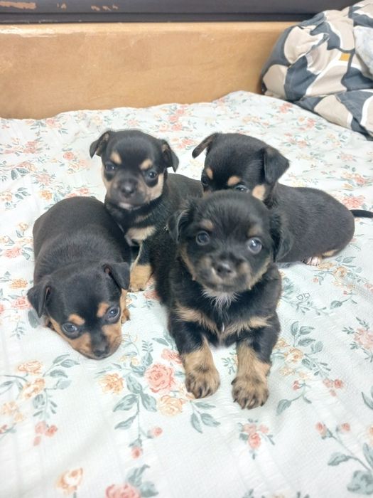 Щенки чихуахуа 1 месяц