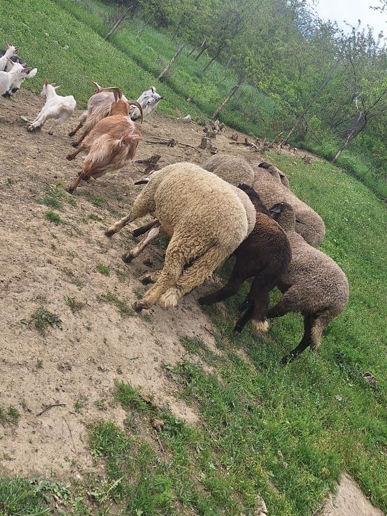 Miei pentru sărbătorile pascale