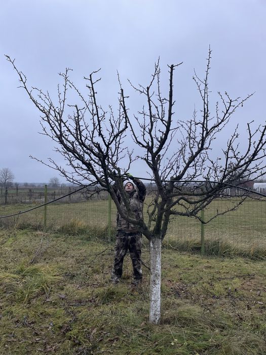 Taiere/cosmetizare pomi Fructiferi !Posibilitate tocat resturi vegetal