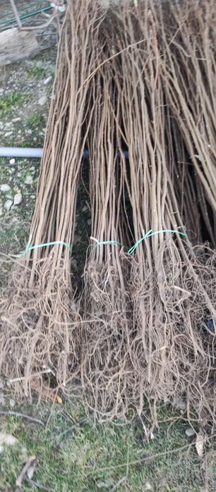 puieți de salcâm pentru împădurirea terenurilor degradate, agricole