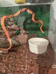 Corn snake tessera
