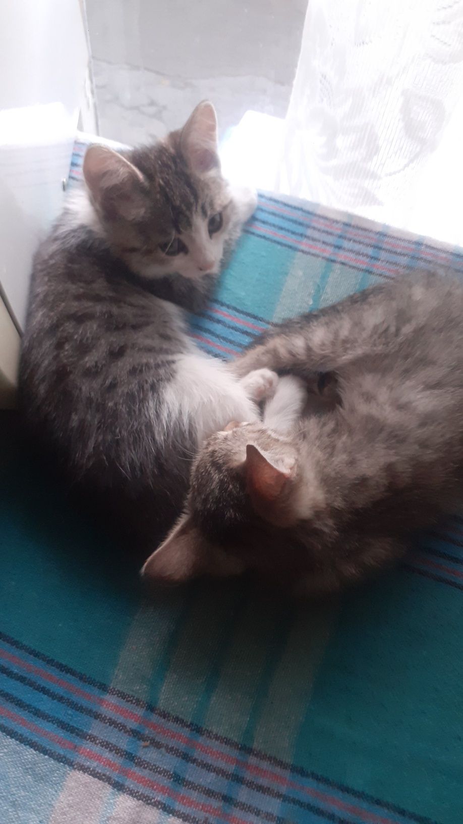 Котята девочки два с половиной месяца