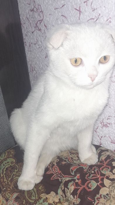 Zotdor muwuk olsangiz afsus qilmaysz