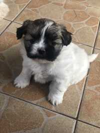 Vand catel shih-tzu