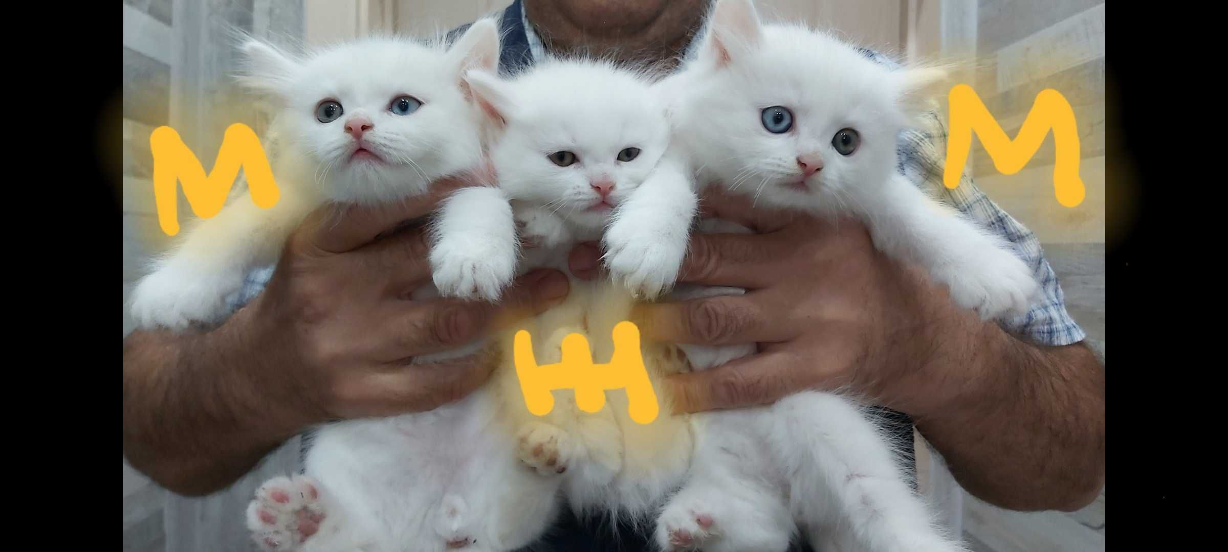 Ангорска котка...
