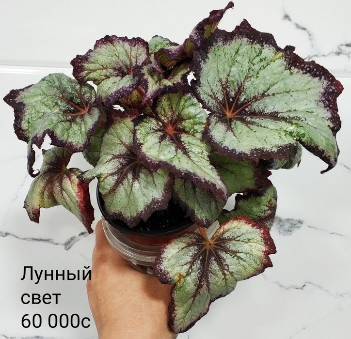 Укоренные листочки бегоний.