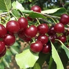 Pomi Fructiferi Străvechi Glia Strămoșească (Soiuri De Visin )