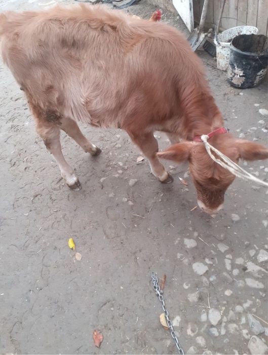 Vand vitea angus de 4 luni