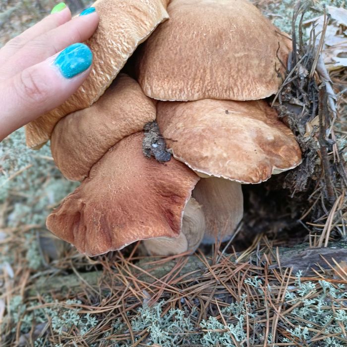 Продам отборные белые грибы