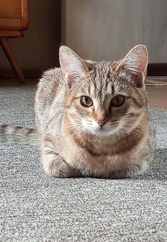 Кошка бесплатно.
