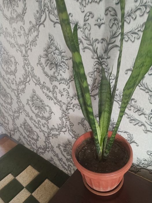 Продам домашние цветы