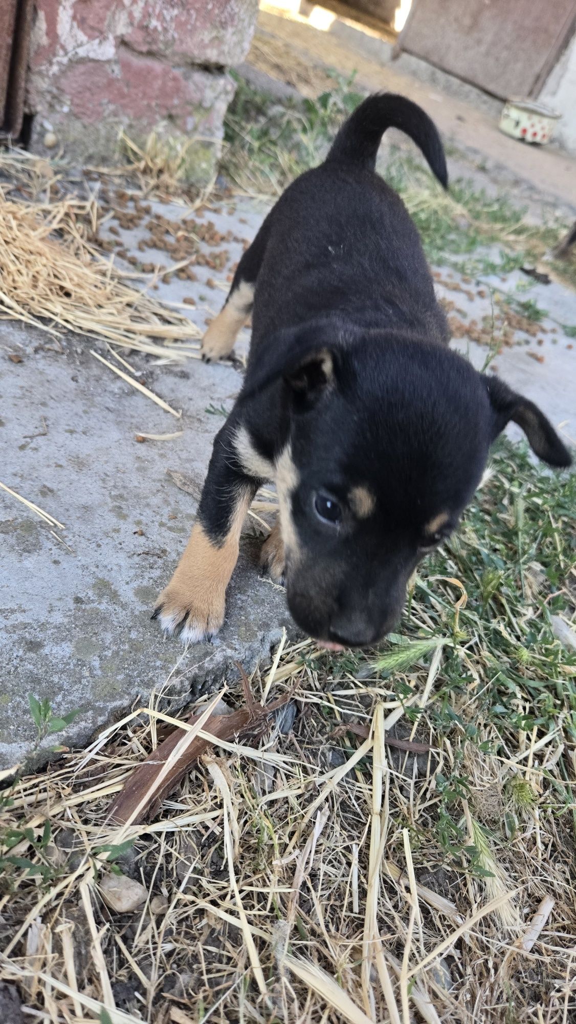 Donez 2 căței adorabili, metiși, de talie mică-medie (1 lună)