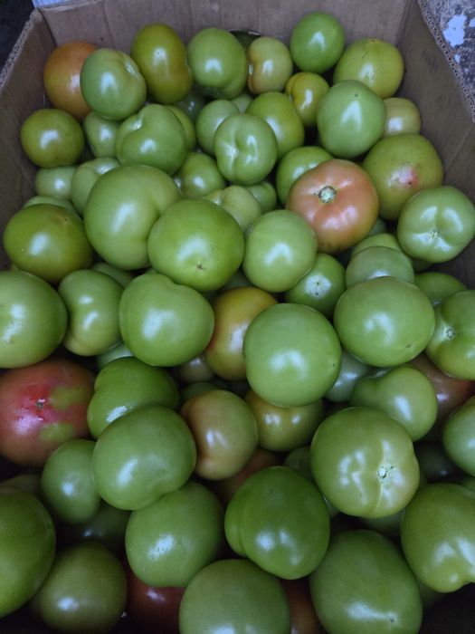 Vand gogonele pentru murat