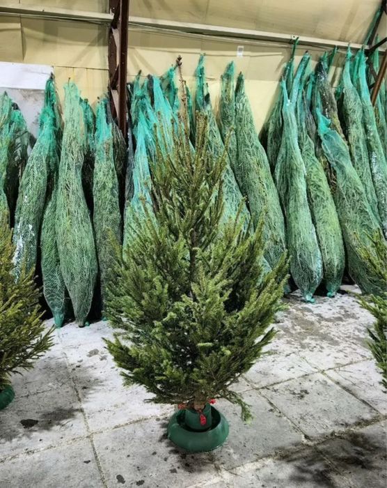 Ель новогодняя, купить живую елку, доставка живых елок в Алматы