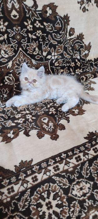 Продается  котенок . 600.000сум.