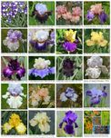 Сортови ириси (Iris x germanica) - TB