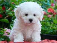 Bichon maltez minii toy
