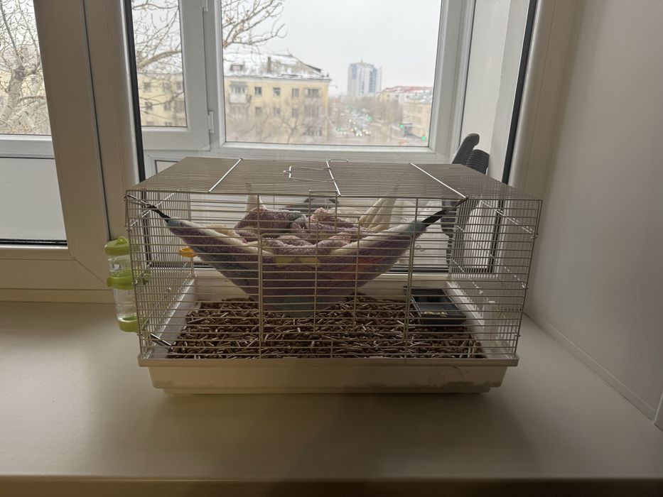 Продам крыса  с клеткой