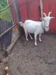 Capra de vanzare!