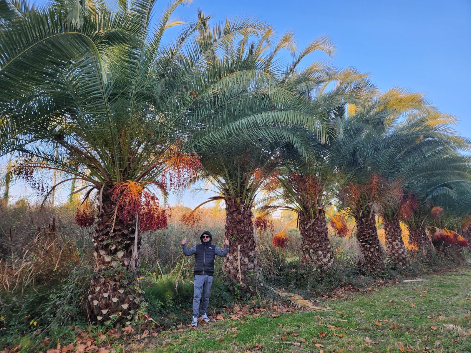 Palmieri rezistenți la frig 4 tipuri 1000 pe stoc
