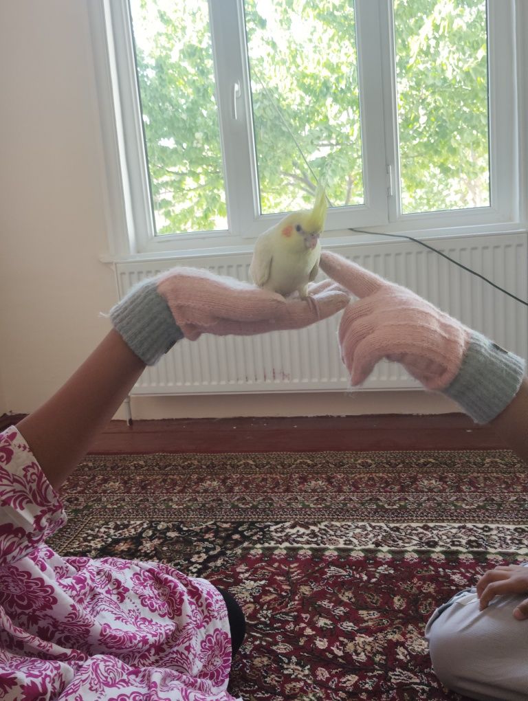 Korella toʻtiqushi sotiladi 3 oylik nar