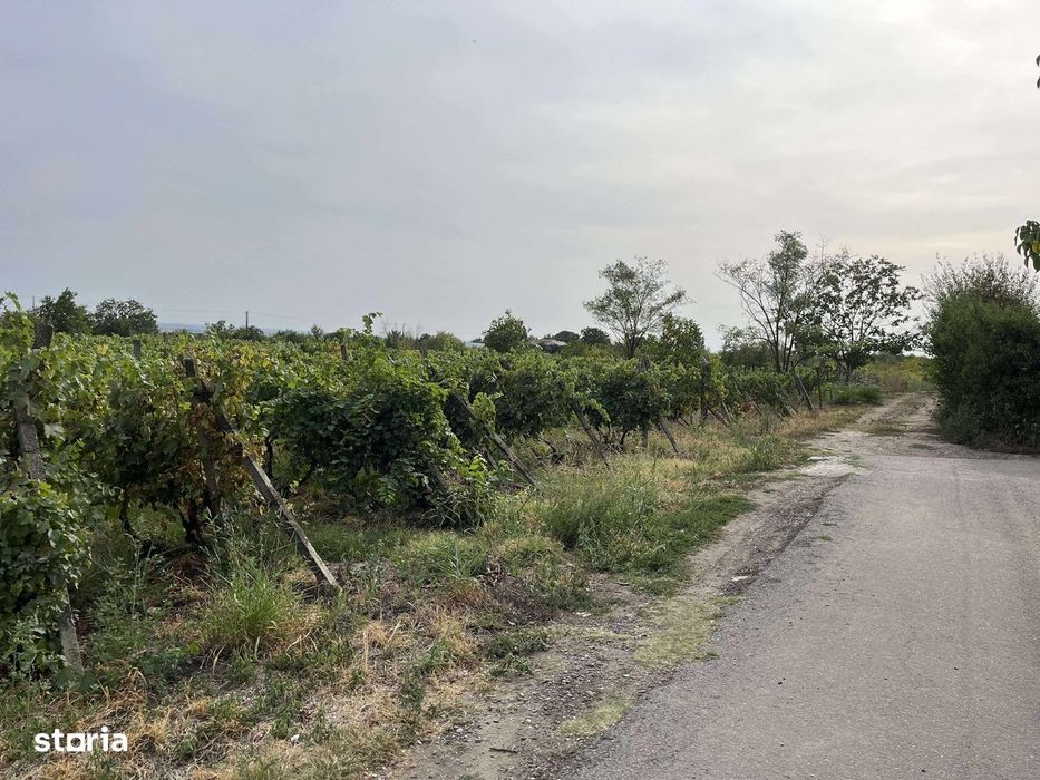 Teren intravilan/Vie Urlati Prahova - Dealul Mare Pret negociabil