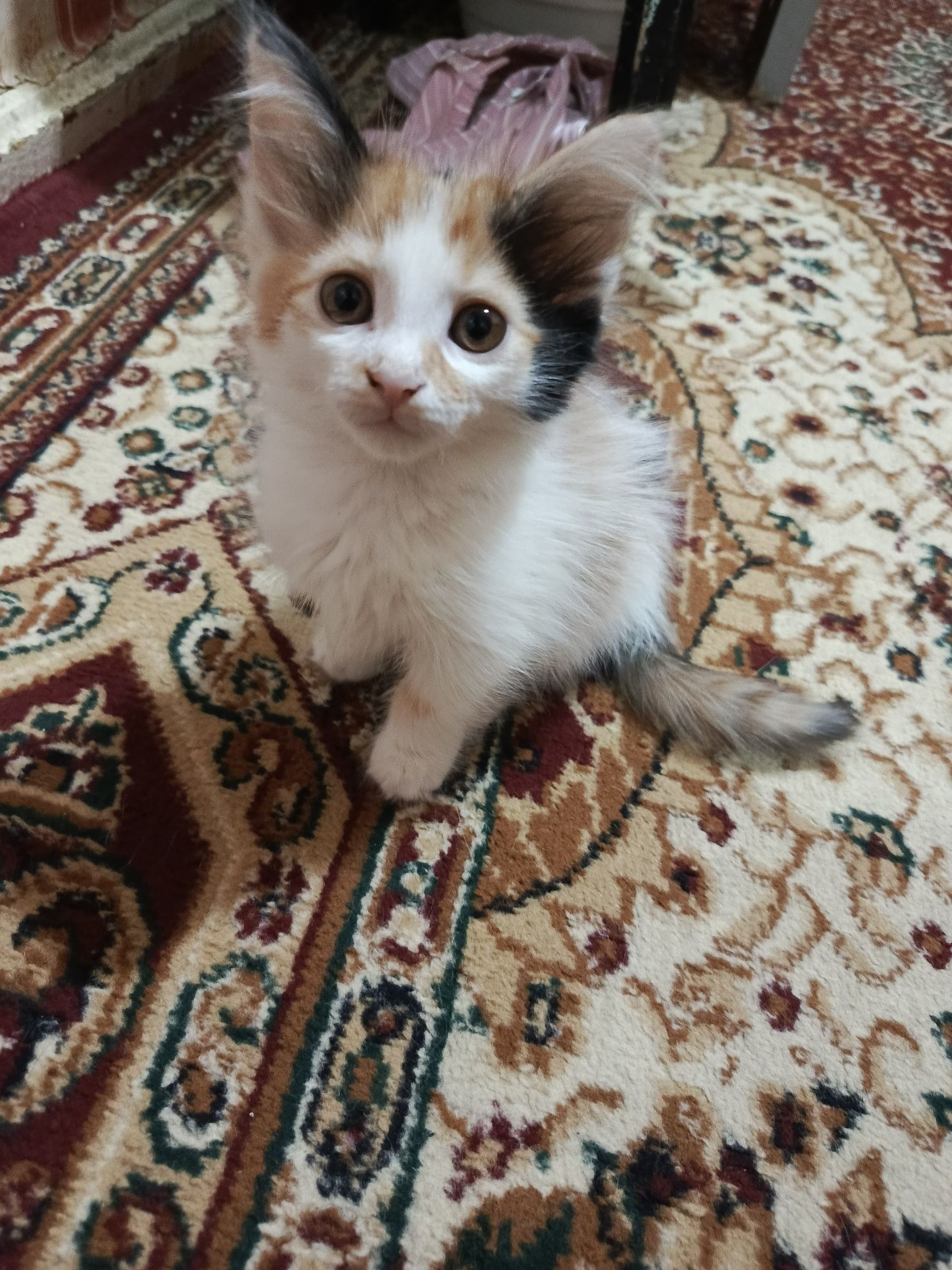 Котята в хорошие руки