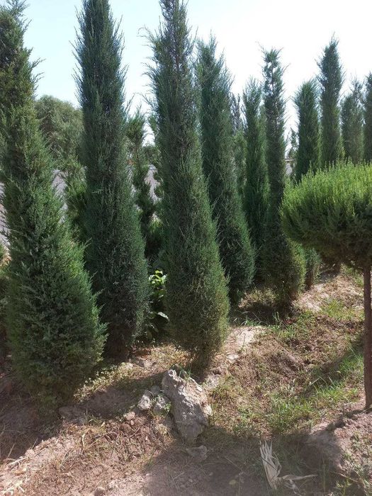 Можжевельник арча кучатлари сотилади