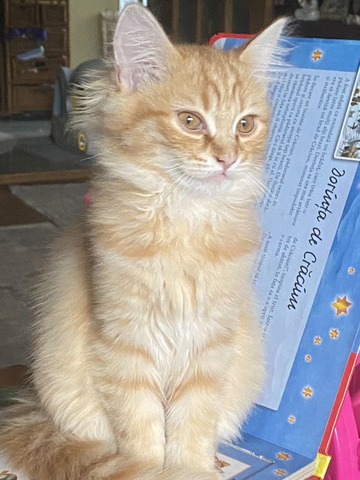 Ragdoll flame motanel 2,2 luni