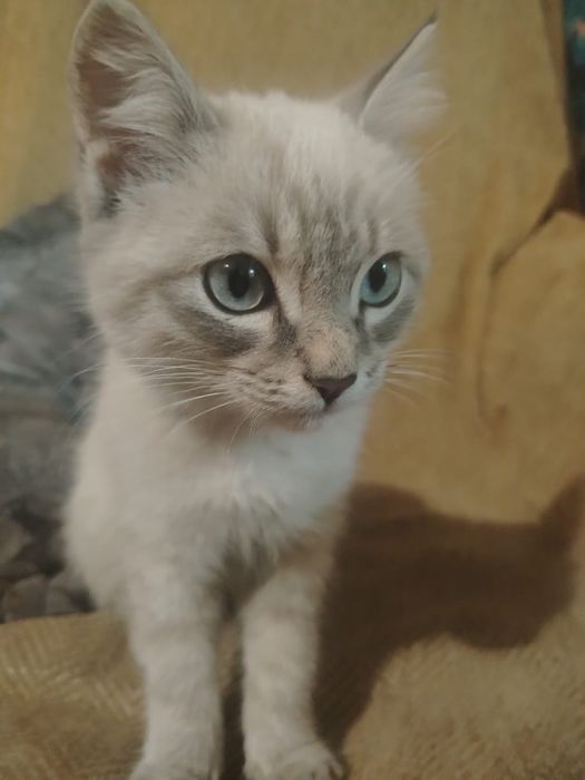 Отдам сиамского котенка в добрые руки