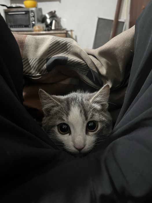 Мысық беріледі  срочна