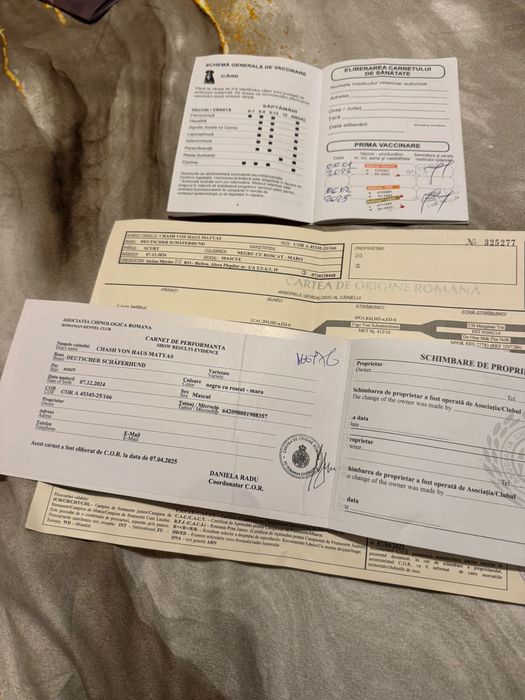 ciobanesc belgian malinois