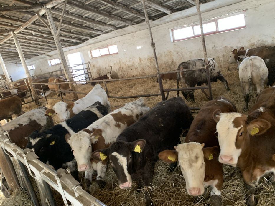 Vitei si Vitele 60 bucati