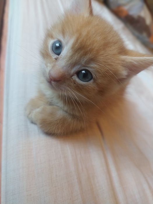 Отдам в хорошие руки котят