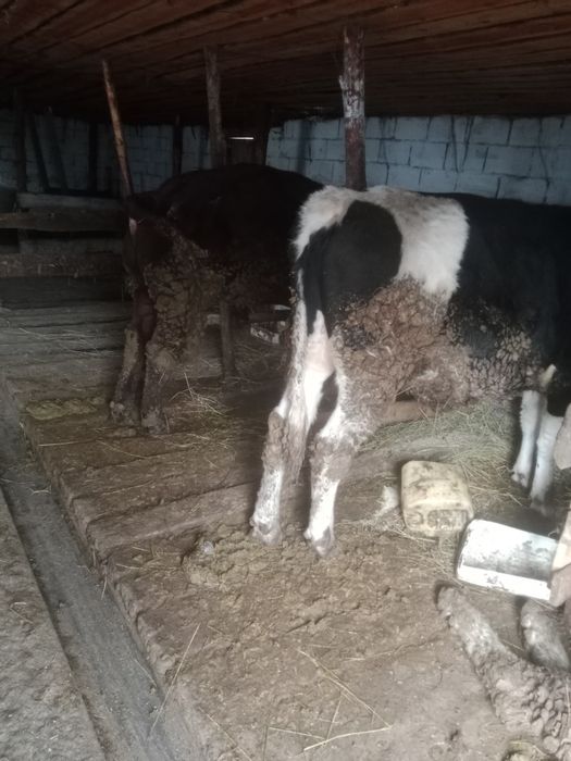 Продам бычков 2 годовалых