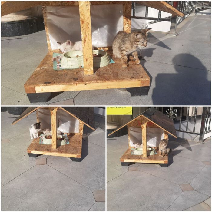 Котята ждут дом!