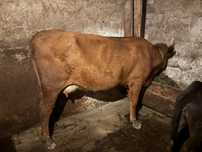 Vaca tanara la a doua fatare