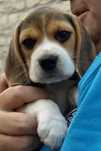 Pui beagle original
M