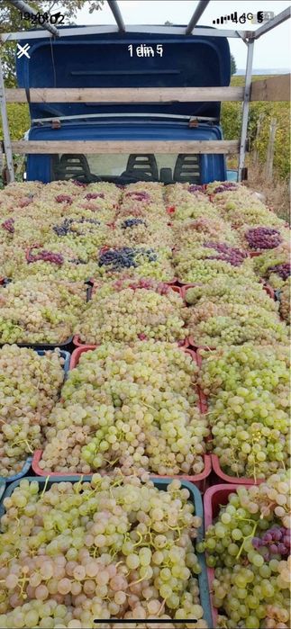 Struguri de vin la comanda