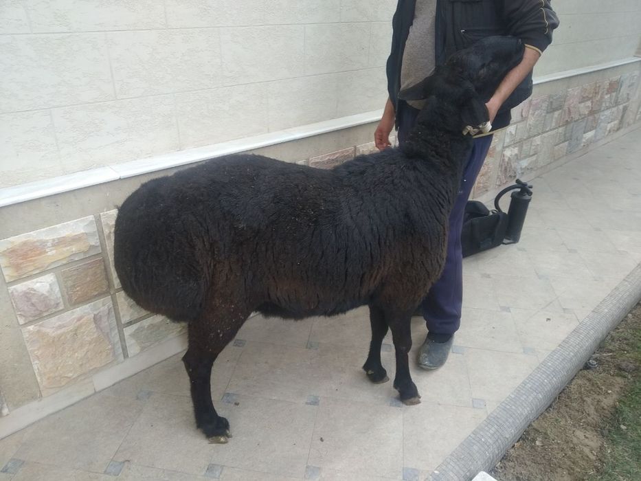 Qõylar Qassob xizmati 140.000 sõyilgandan keyin tortladi kilosga