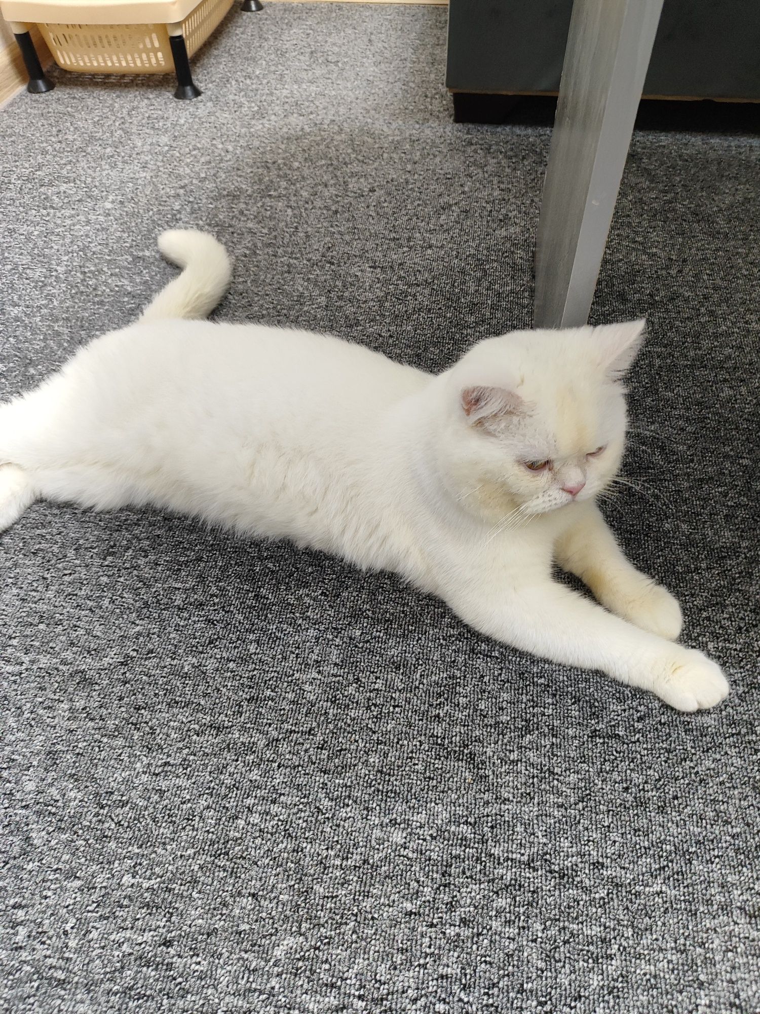 Продам кота шиншиллу