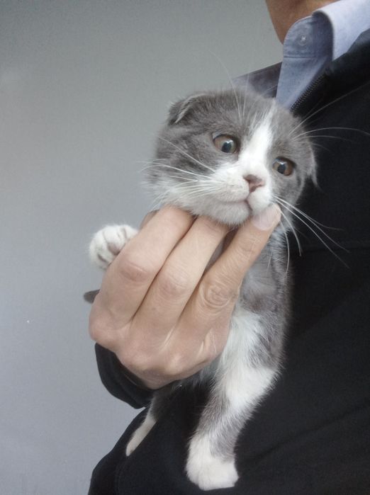 фолд гибрид вискас мушукчалар.