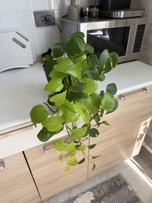 Отроски эпипремнума