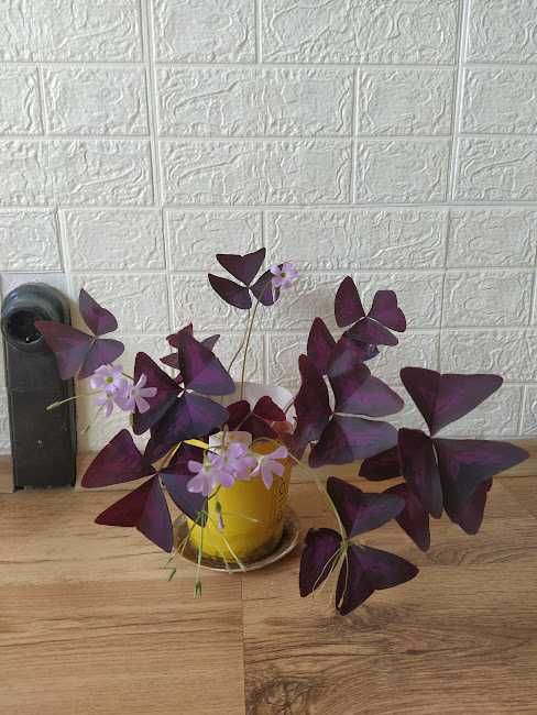 три растения + отстъпка и подарък