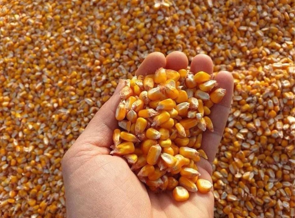 Porumb rosu productie 2024 irigat 500 t