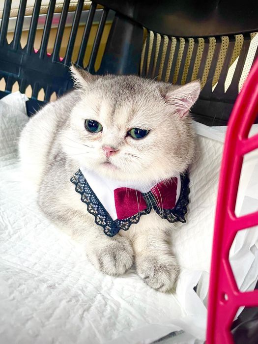 Vand pisoi British Shorthair Chinchilla.